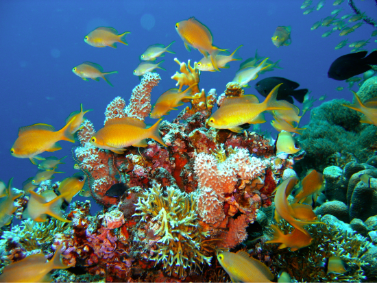 coral reef 3