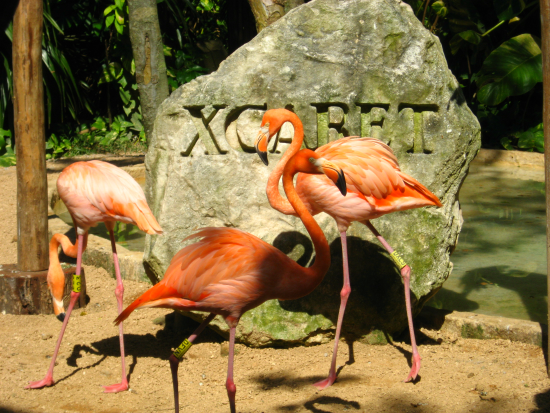 xcaret