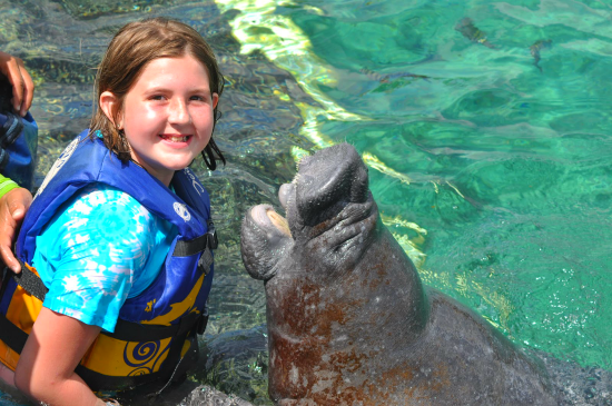 manatee encounter